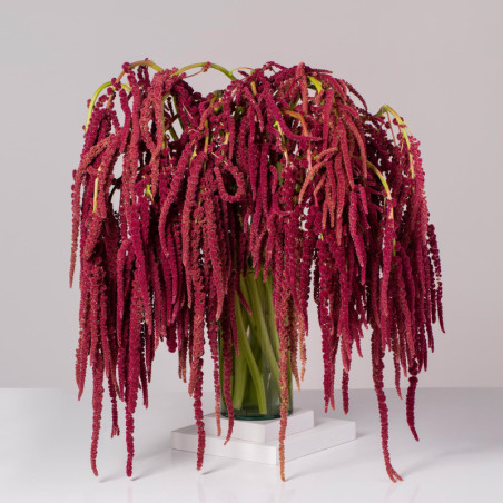 Amaranthus Hanging