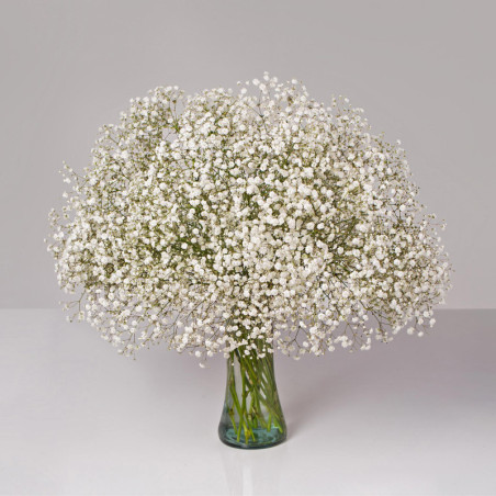 Gypsophila Xlence