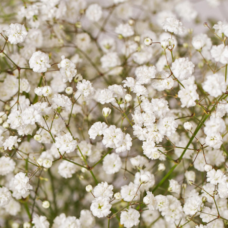 Gypsophila Xlence