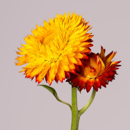 Helichrysum