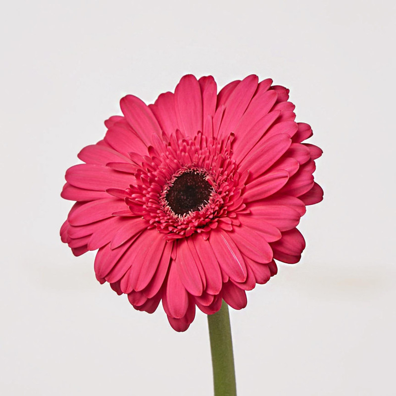 Gerbera
