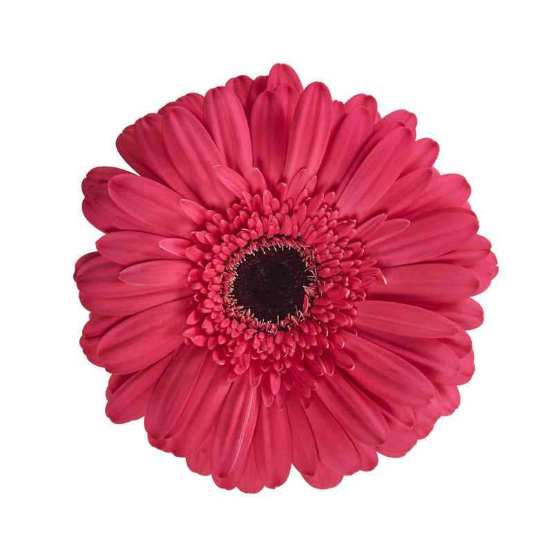 Gerbera
