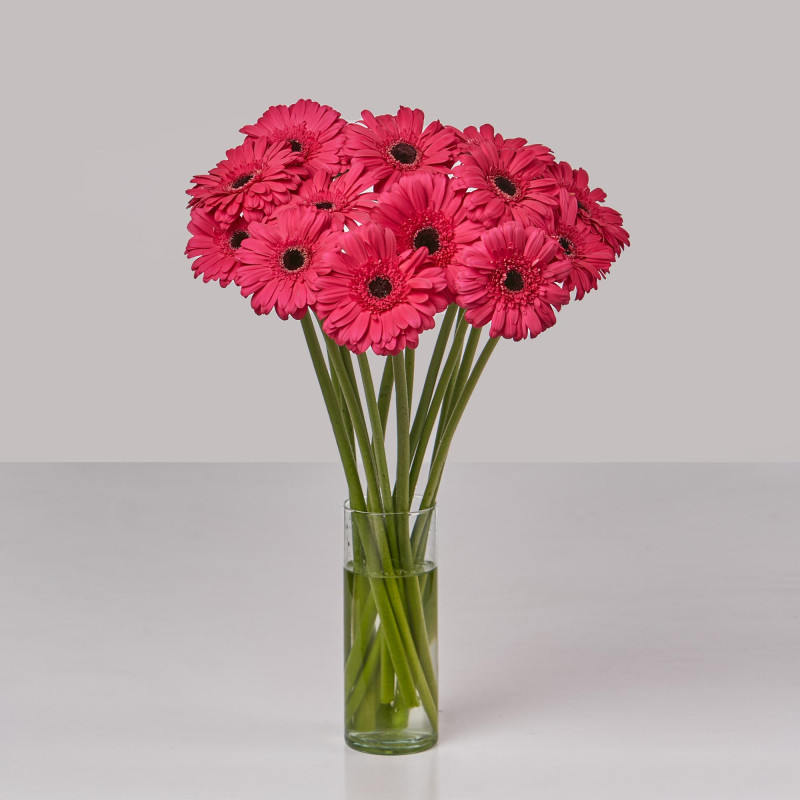 Gerbera