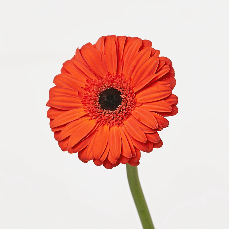 Gerbera