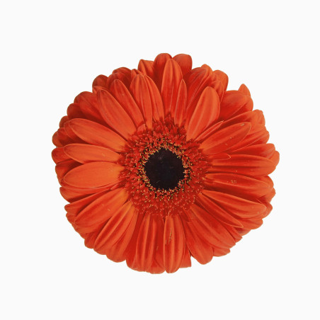 Gerbera