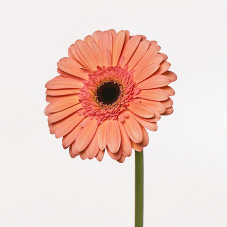 Gerbera