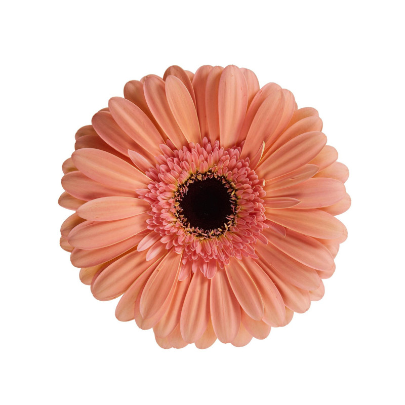 Gerbera