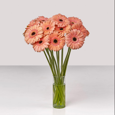 Gerbera