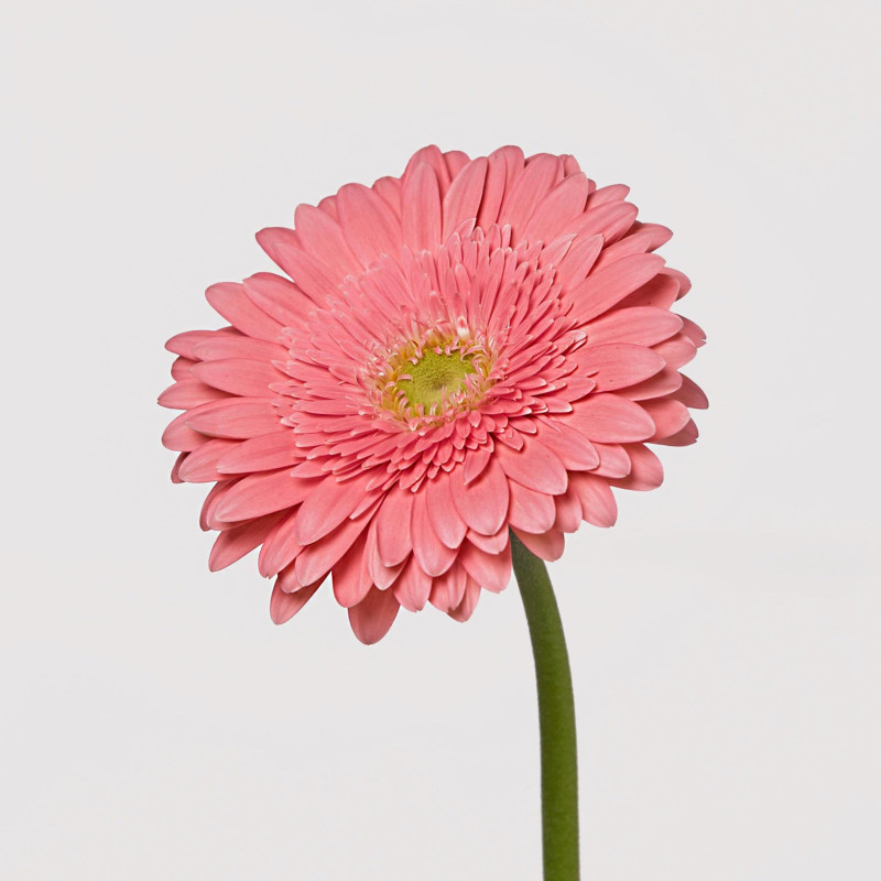 Gerbera