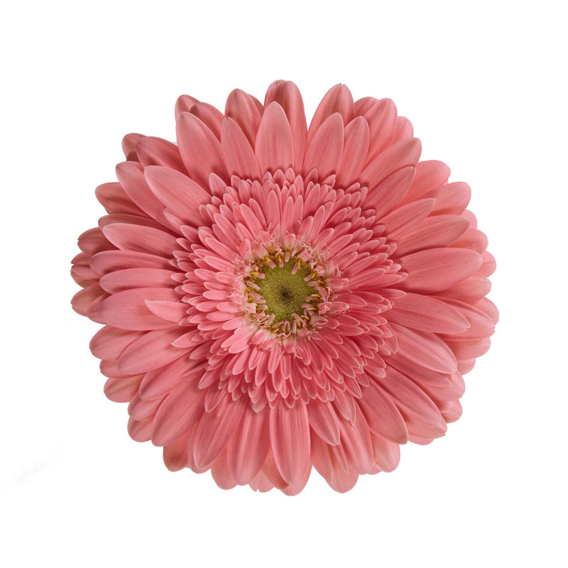 Gerbera