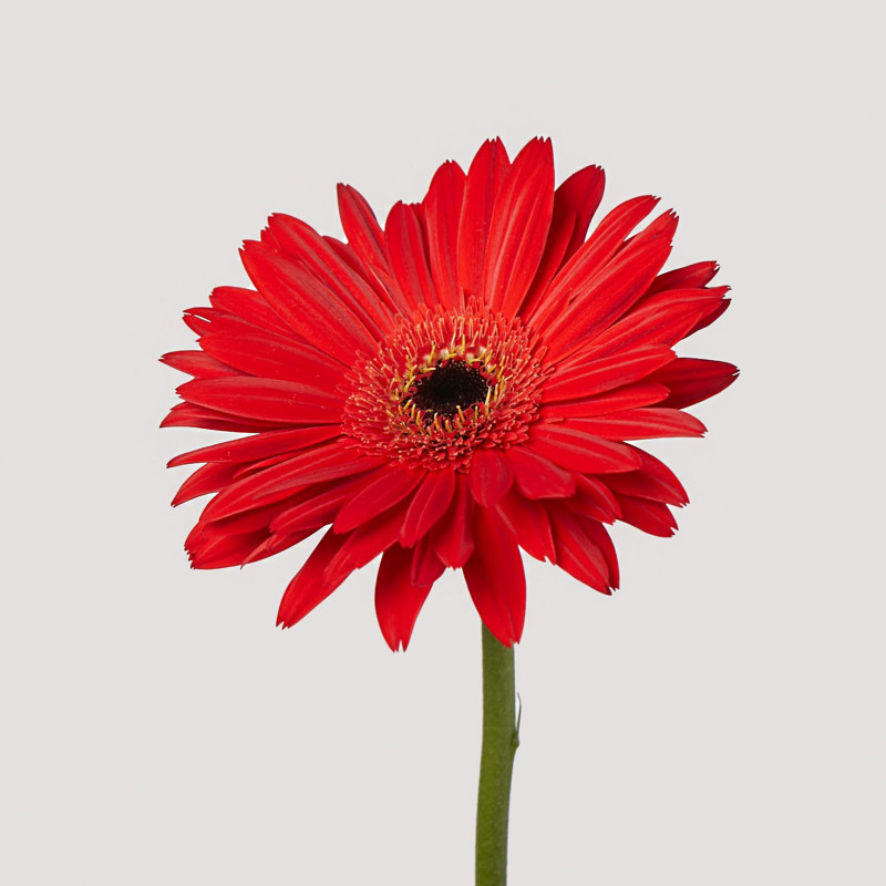 Gerbera