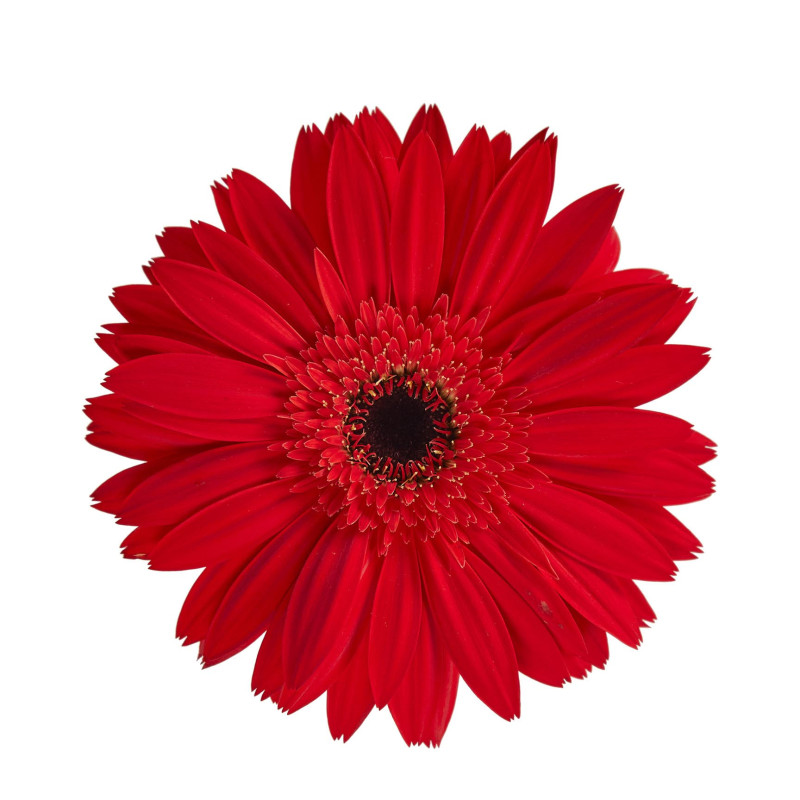 Gerbera