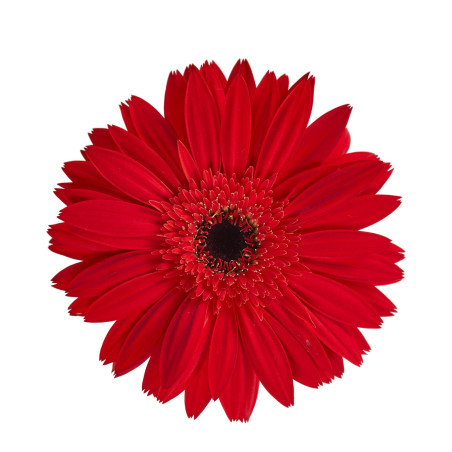 Gerbera