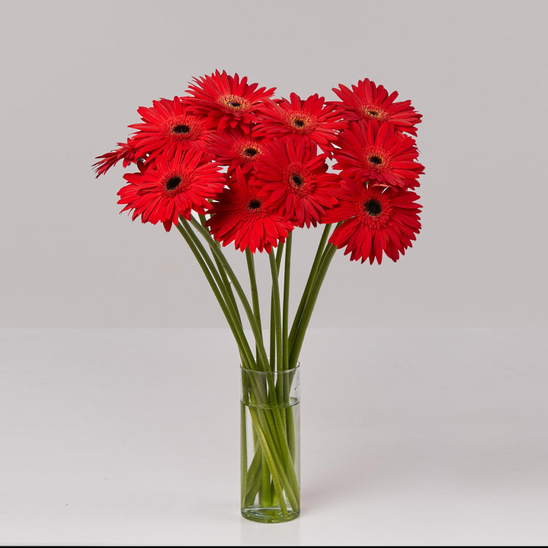 Gerbera