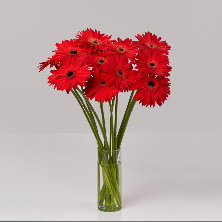 Gerbera