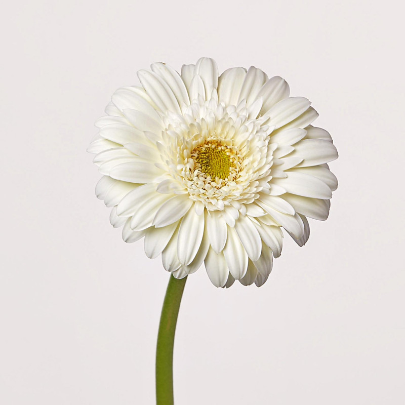 Gerbera