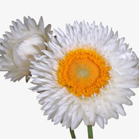 Helichrysum