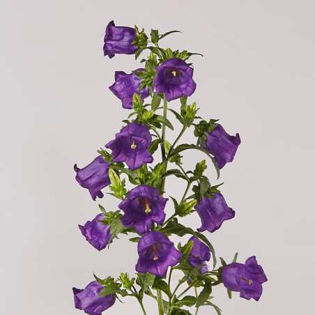 Campanula