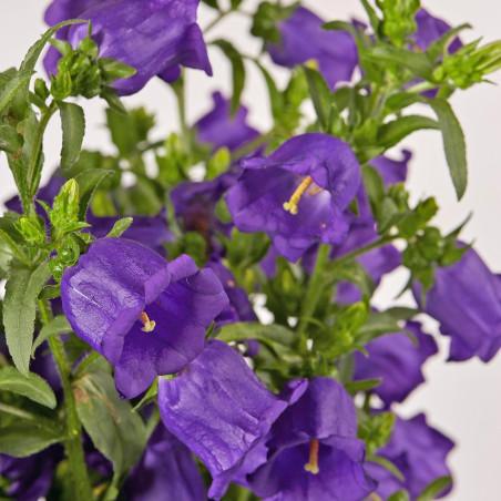 Campanula