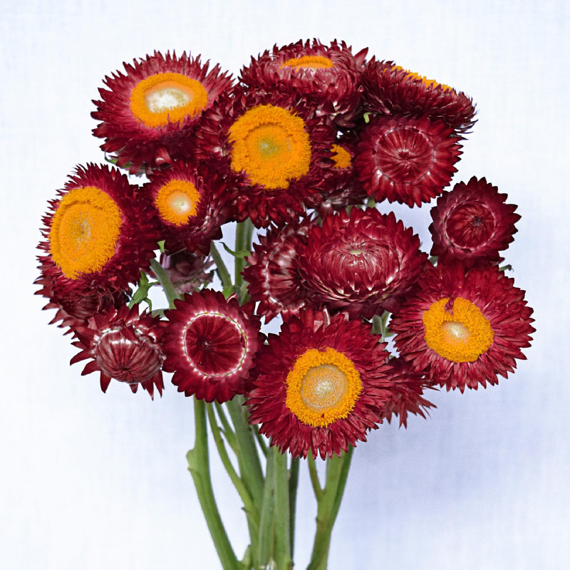 Helichrysum