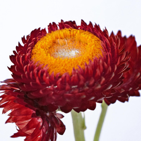 Helichrysum