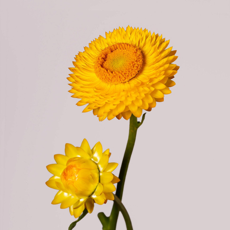 Helichrysum