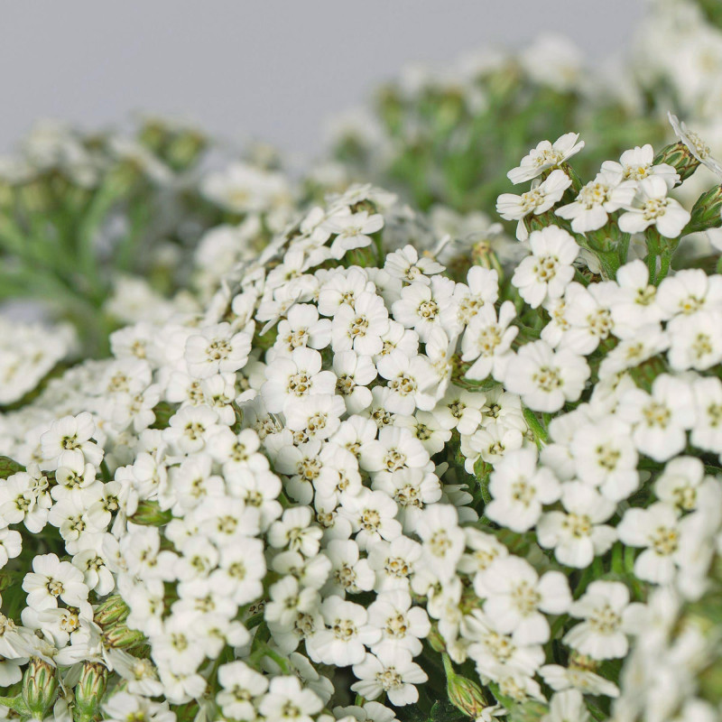 Yarrow