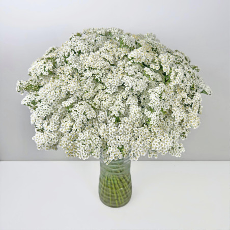 Achillea