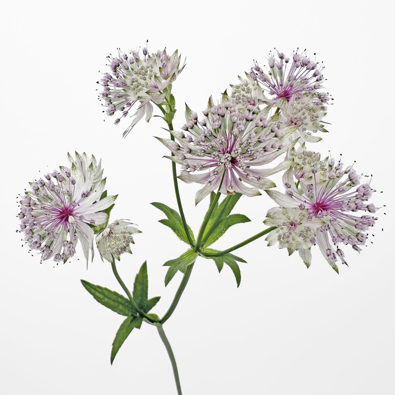 Astrantia