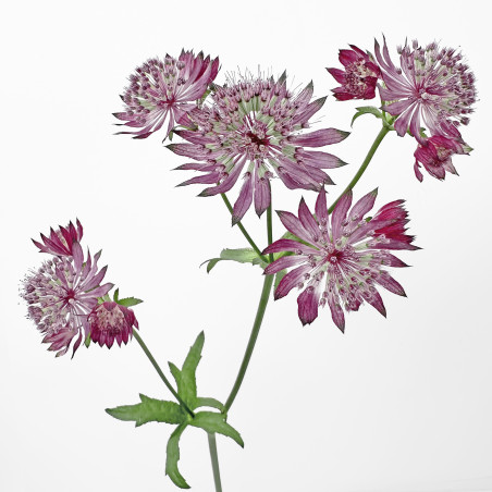 Astrantia