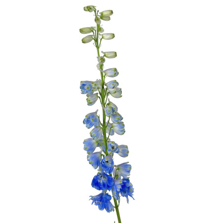 Delphinium