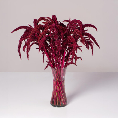 Amaranthus Upright
