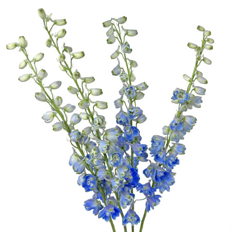 Delphinium