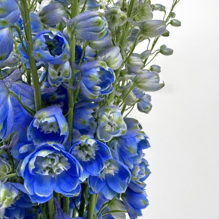 Delphinium