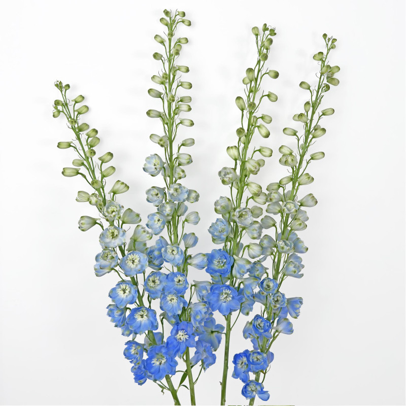 Delphinium