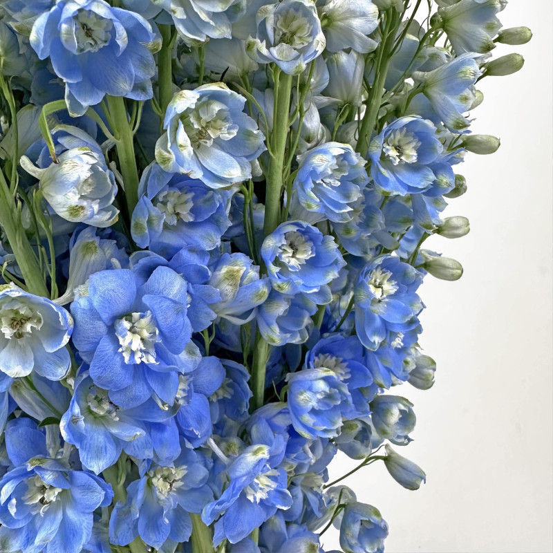 Delphinium