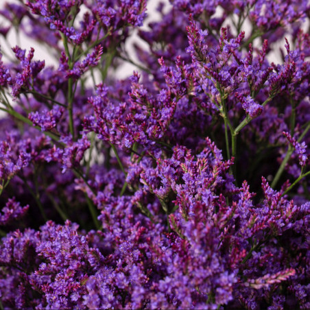 Limonium