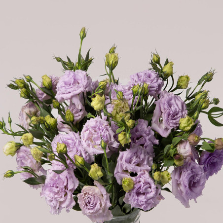 Lisianthus
