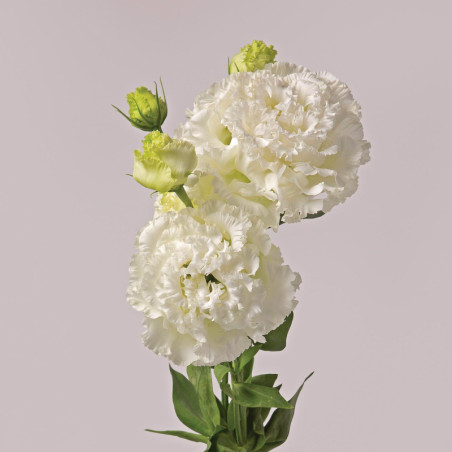 Lisianthus