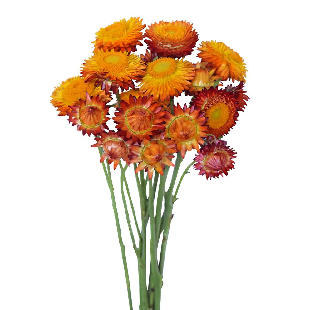 https://www.lahaciendaflowers.com/cdn/shop/products/helichrysum-orange-summer-flowers_1000x1000.jpg?v=1590771536