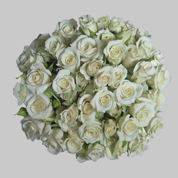 White Majolika – La Hacienda Flowers