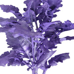 Dusty Miller Tinted Purple Metalized