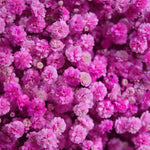 Gypsophila Tinted Hot Pink