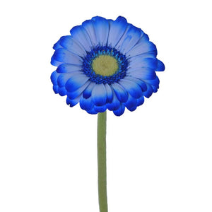 Mini Gerbera Tinted Blue