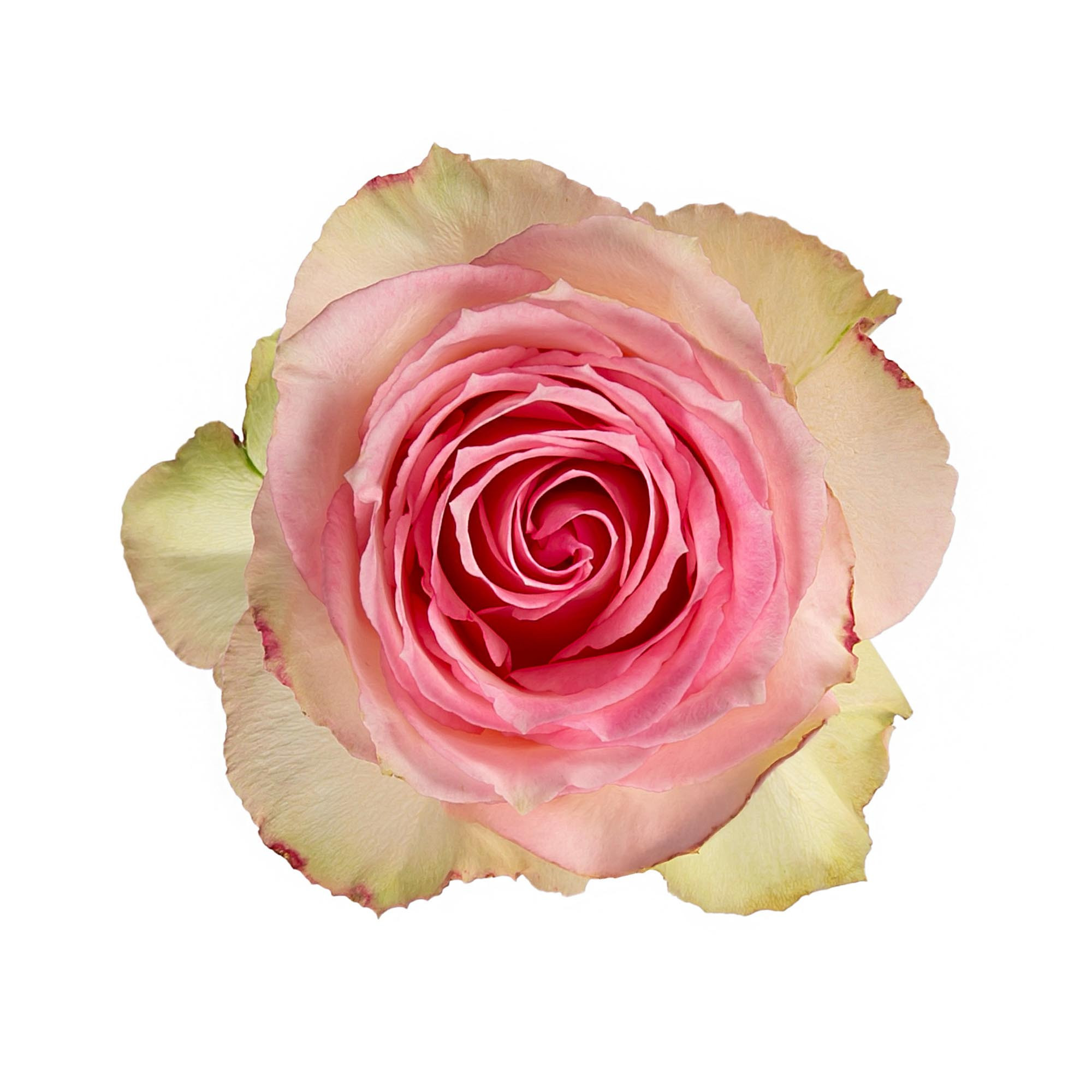 Bicolor