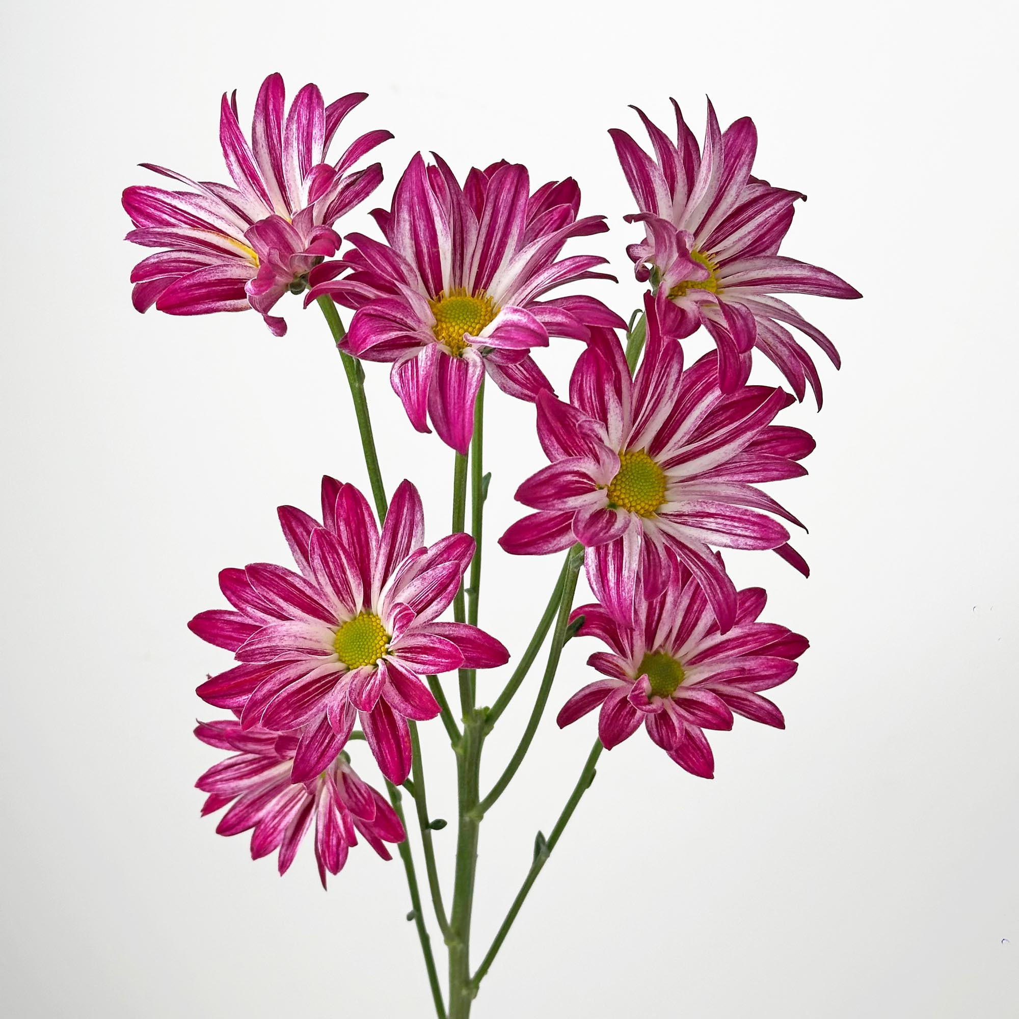 Spray chrysanthemums|SUMMER FLOWERS|La Hacienda
